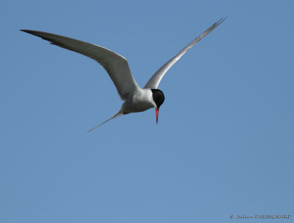 Common Ternadult, Flight