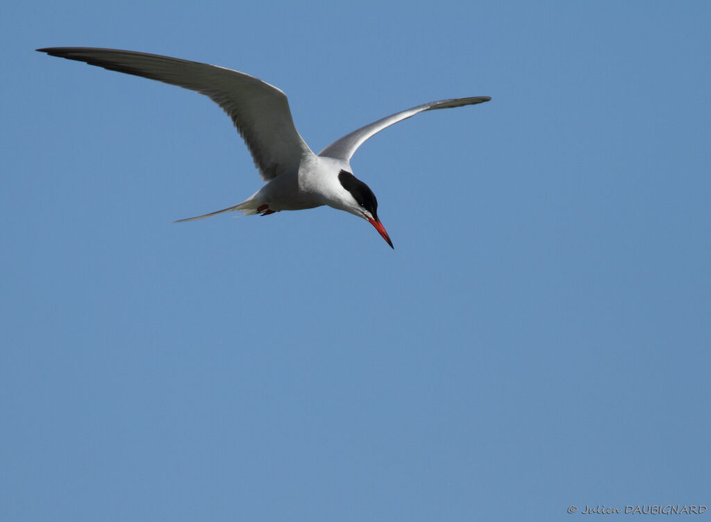 Common Ternadult, Flight