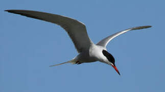 Common Tern