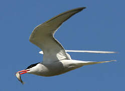 Common Tern