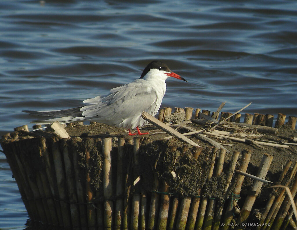 Sterne pierregarinadulte, identification