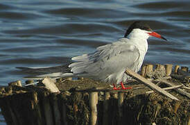 Common Tern