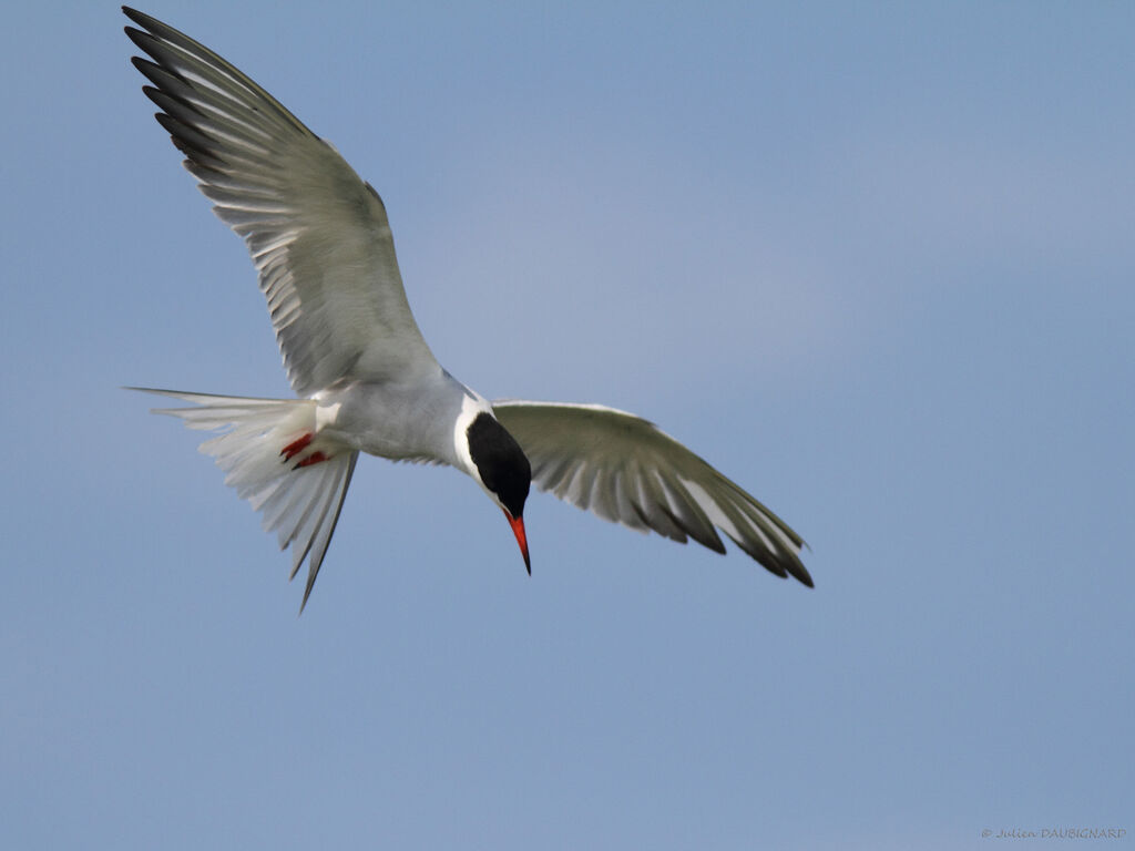 Common Ternadult, Flight