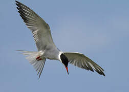 Common Tern