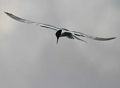 Common Tern