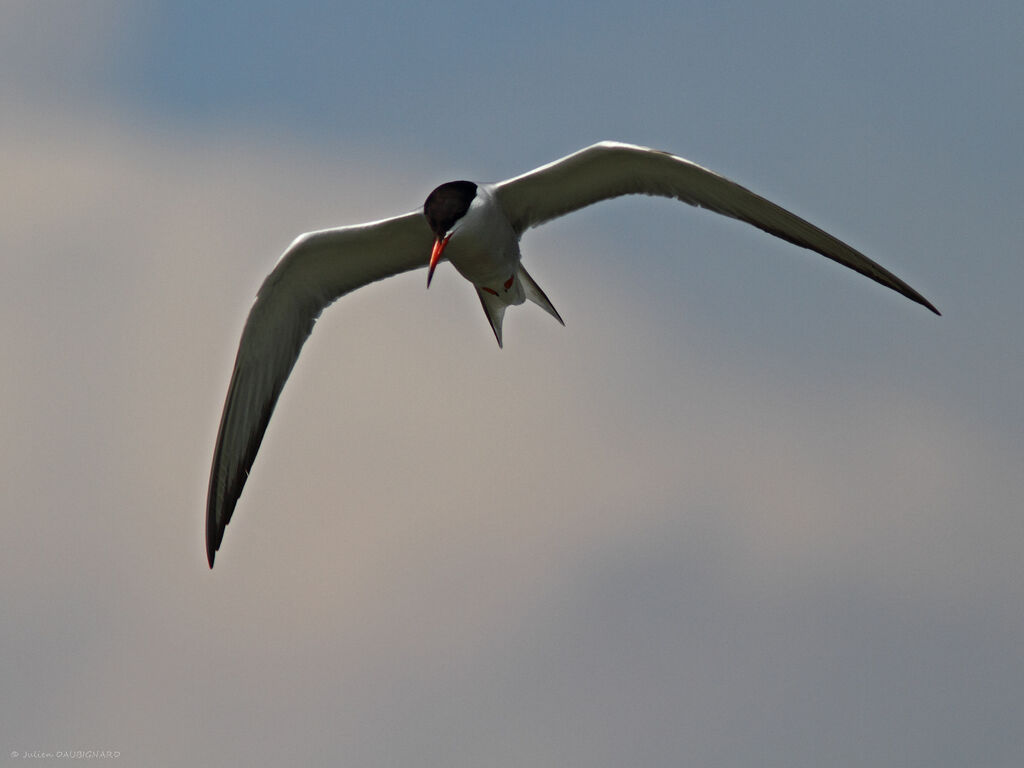 Common Ternadult, Flight