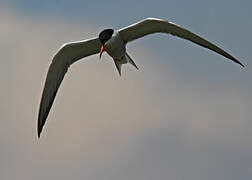 Common Tern