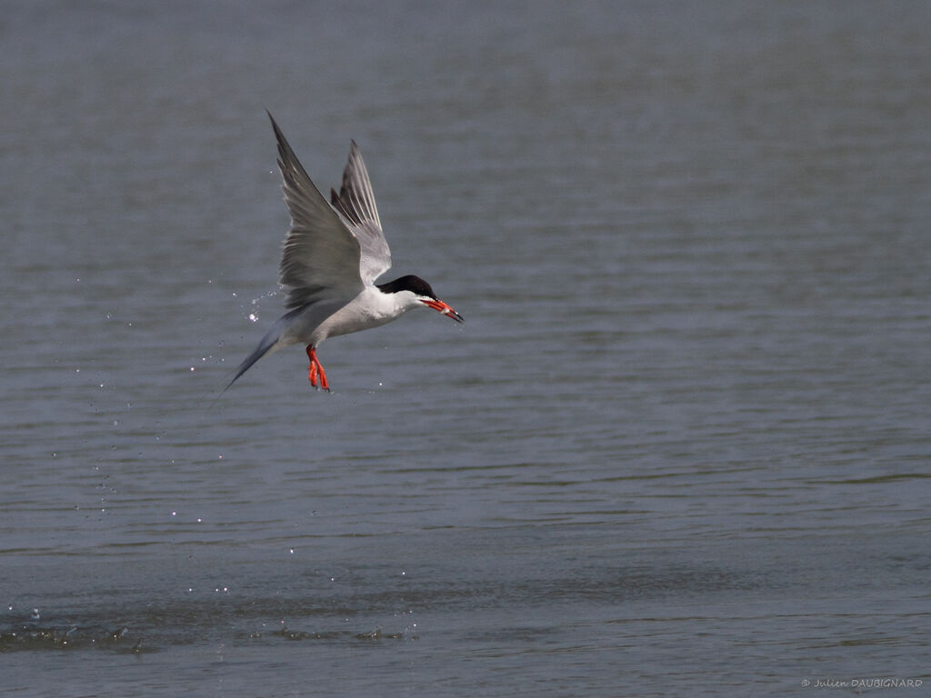 Common Ternadult, Flight