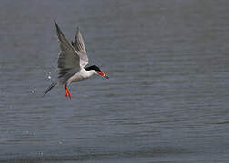 Common Tern