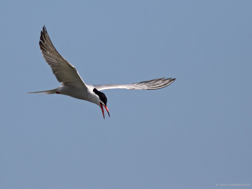 Common Ternadult, Flight