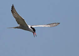 Common Tern