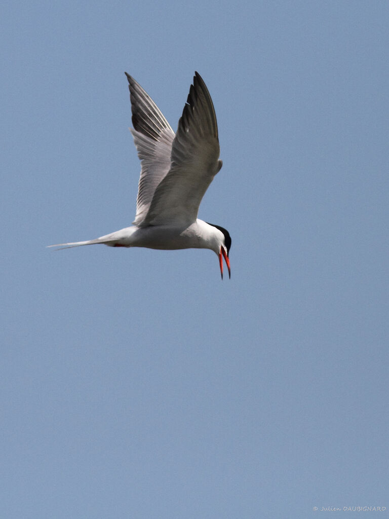 Common Ternadult, Flight