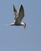 Common Tern