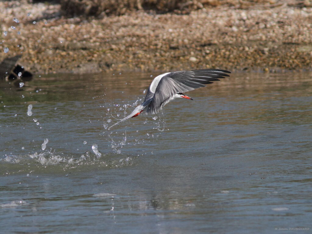 Common Ternadult, Flight