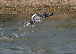 Common Tern