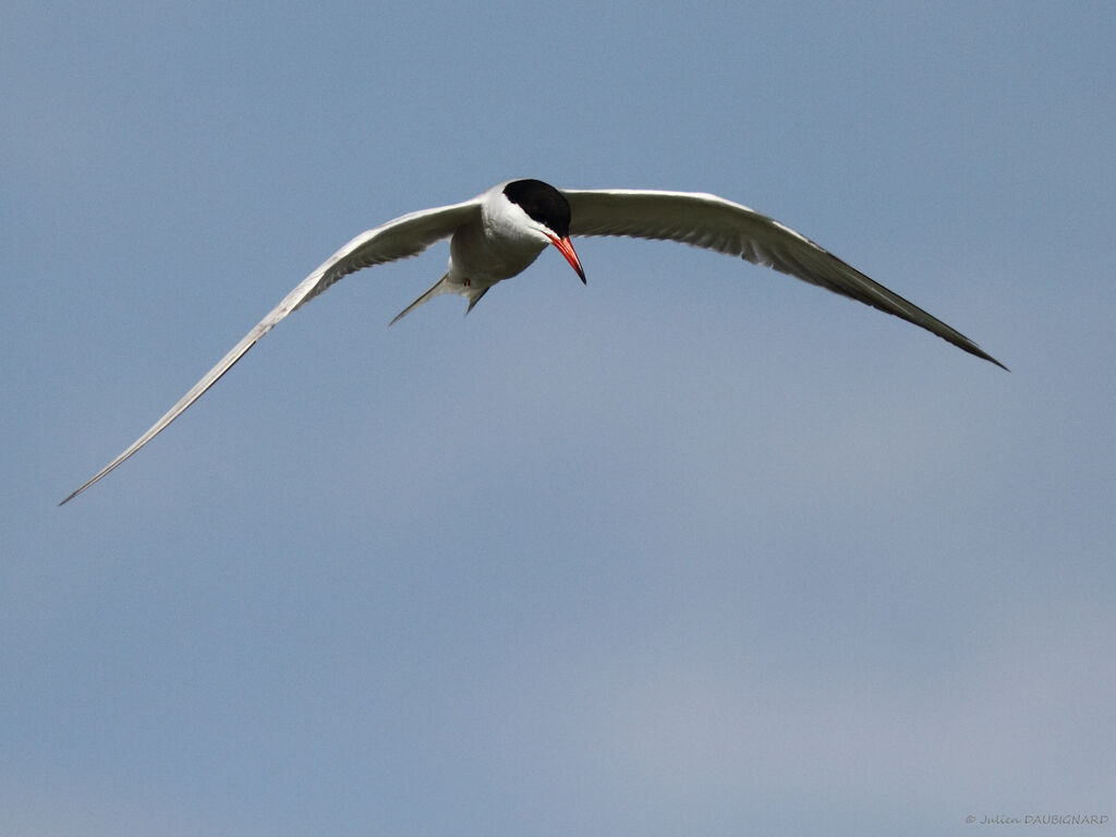 Common Ternadult, Flight