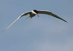 Common Tern