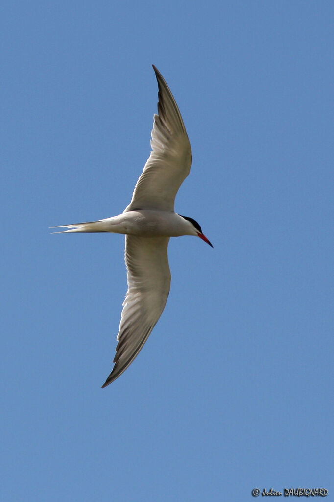 Common Ternadult, Flight