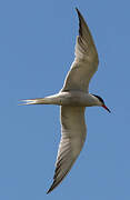 Common Tern