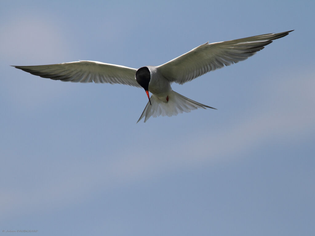 Common Ternadult, Flight