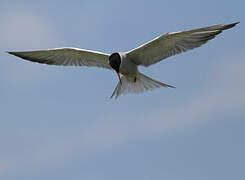 Common Tern