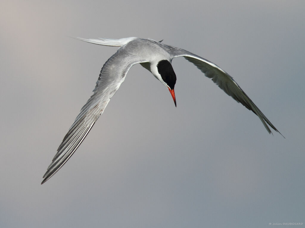 Common Ternadult, Flight