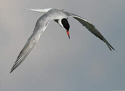 Common Tern