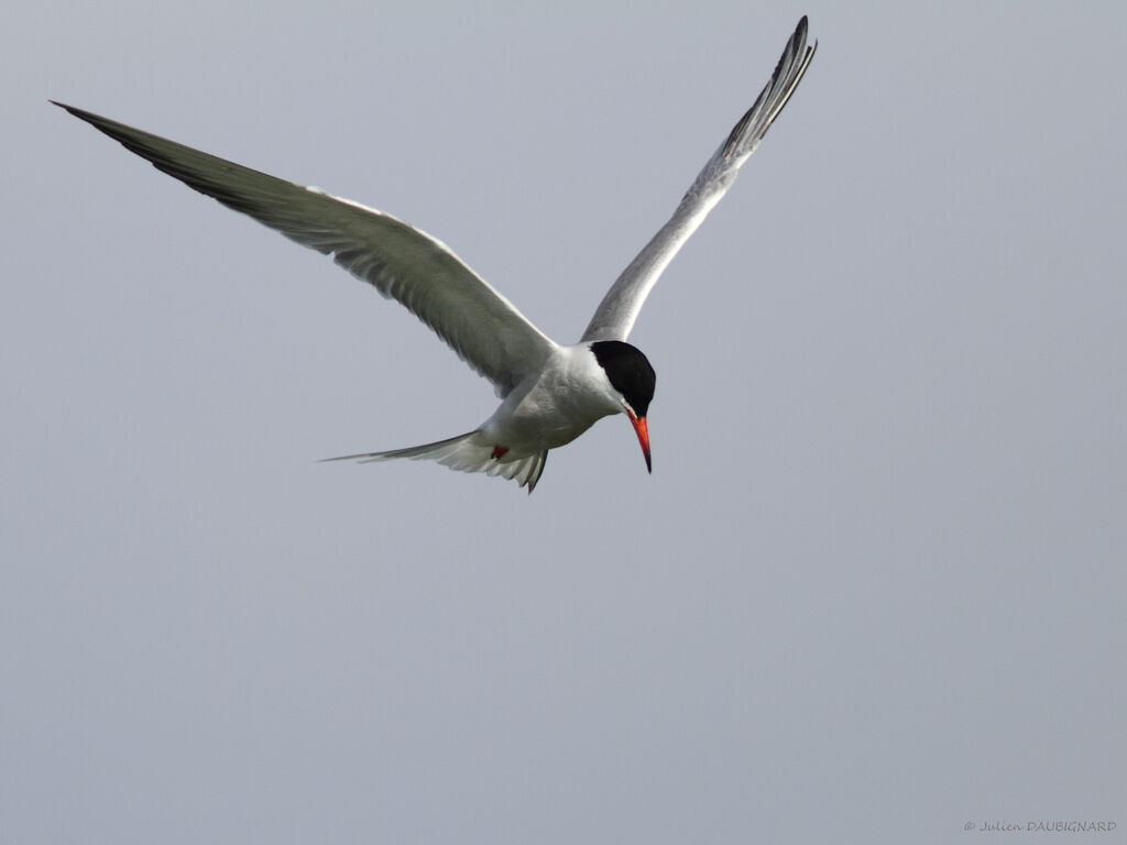 Common Ternadult, Flight