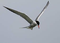 Common Tern