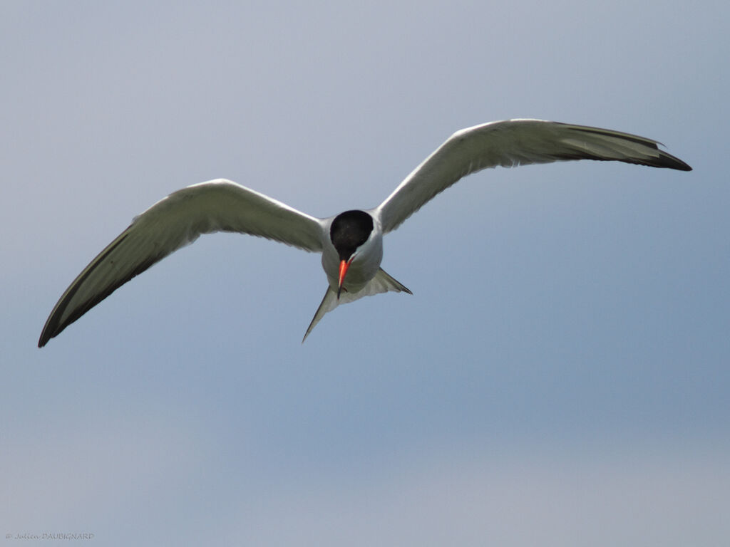 Common Ternadult, Flight