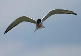 Common Tern