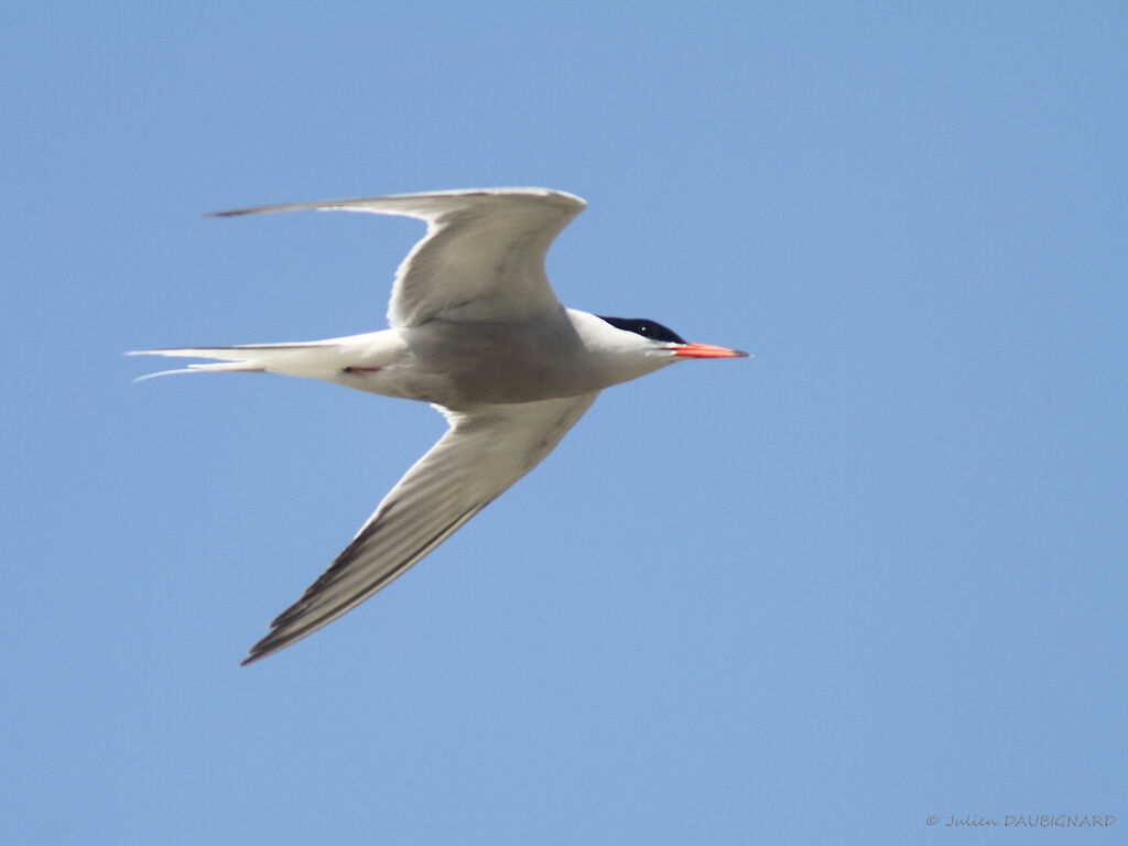 Common Ternadult, Flight