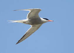 Common Tern