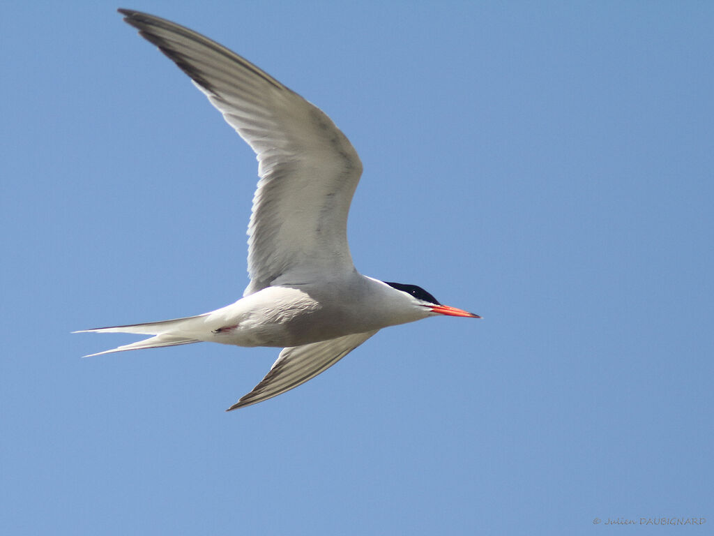 Common Ternadult, Flight