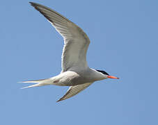 Common Tern