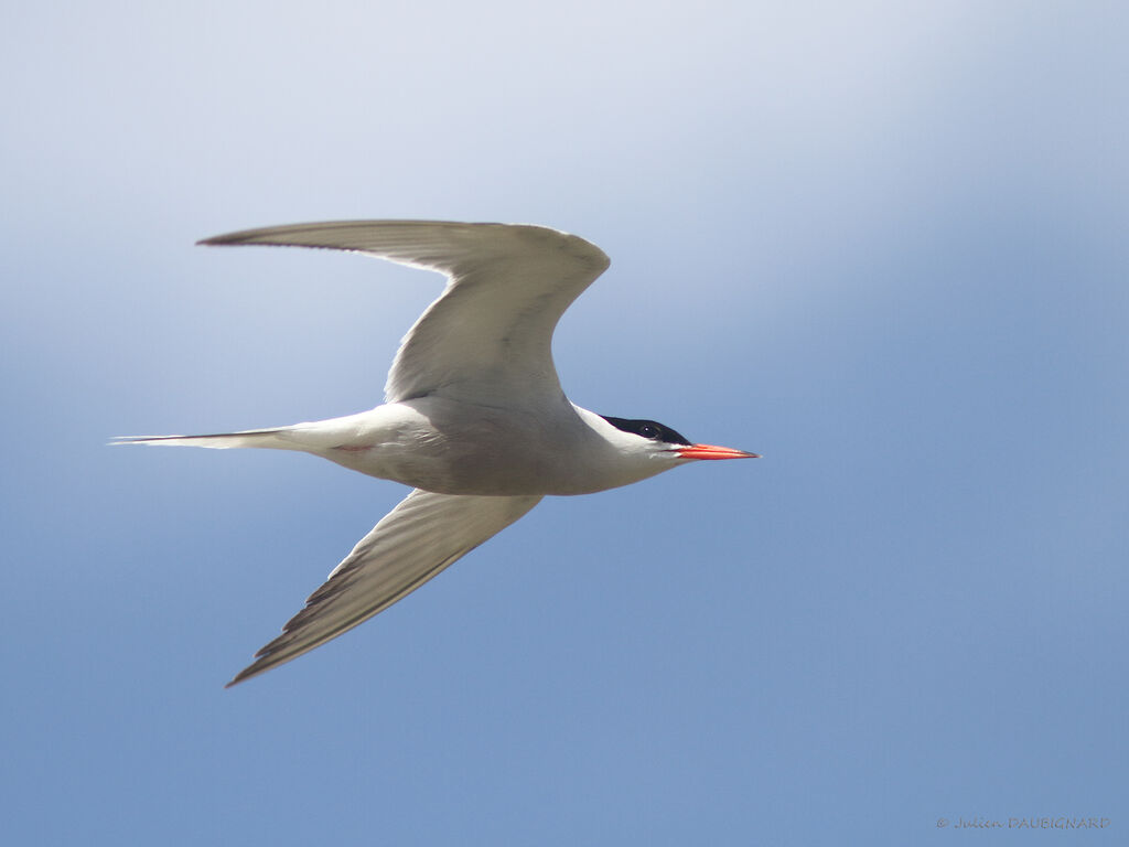 Common Ternadult, Flight