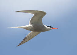 Common Tern