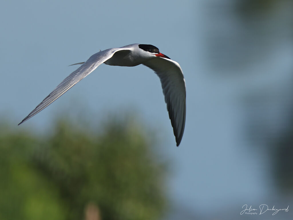 Common Tern identification