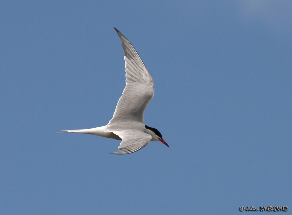 Common Ternadult, Flight