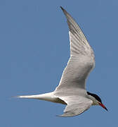 Common Tern