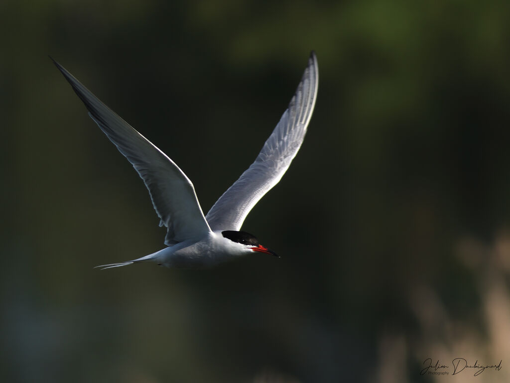 Common Tern identification