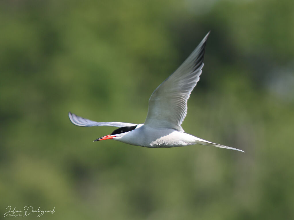 Common Tern identification