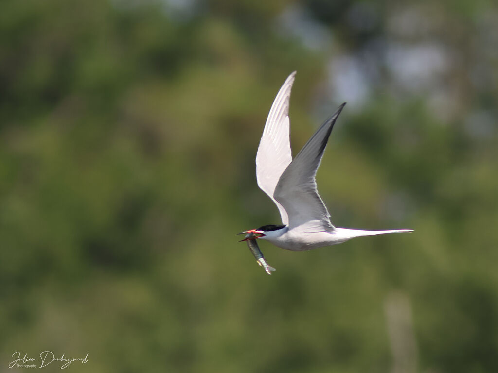 Common Tern identification
