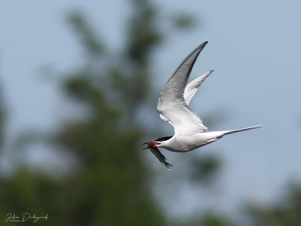 Common Tern identification