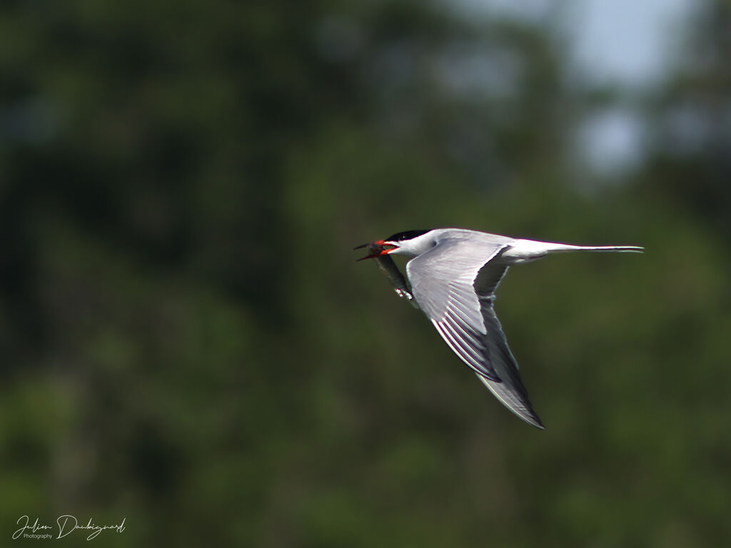 Common Tern identification