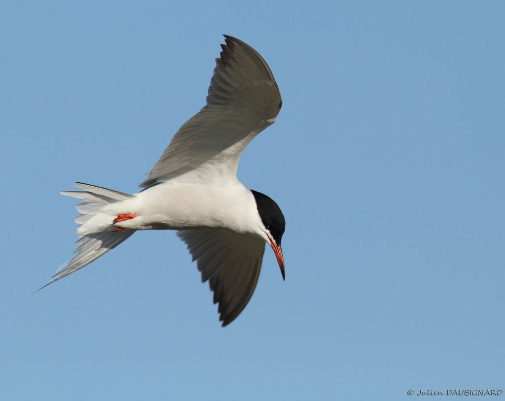 Common Ternadult, Flight