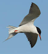 Common Tern