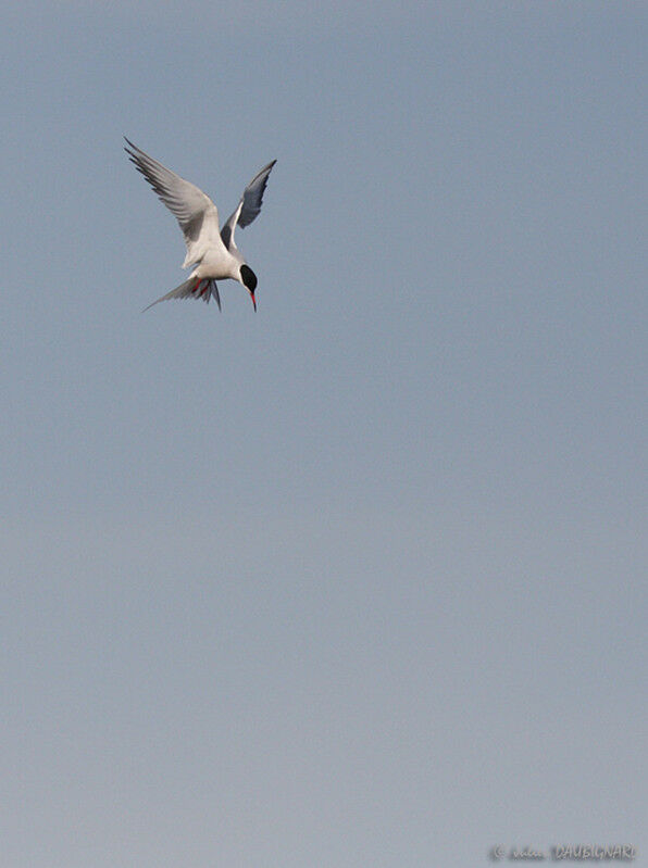 Common Tern, Flight