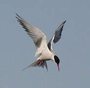 Common Tern