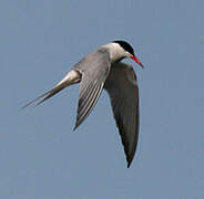 Common Tern